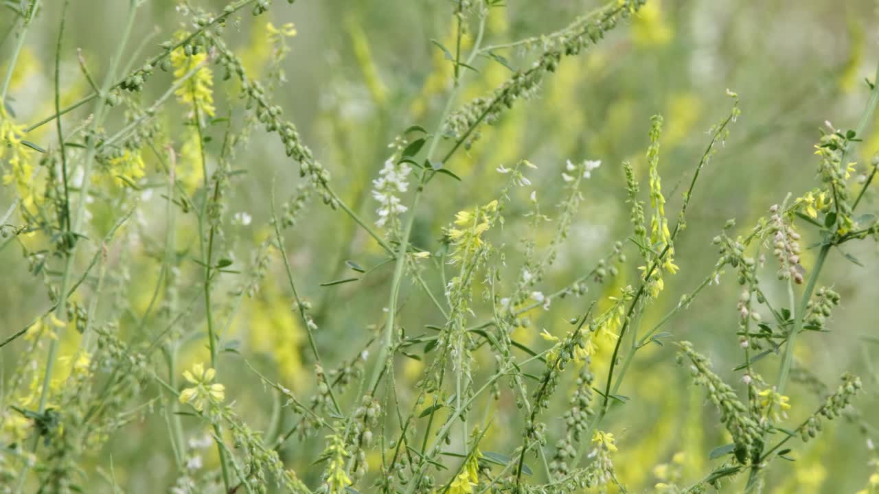 꿀벌은 바람 부는 야생화 밭에서 달콤한 노란색 클로버에서 꿀을 찾습니다.