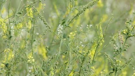 La-Abeja-Busca-El-Néctar-Del-Trébol-Amarillo-Dulce-En-Un-Campo-De-Flores-Silvestres-Ventoso