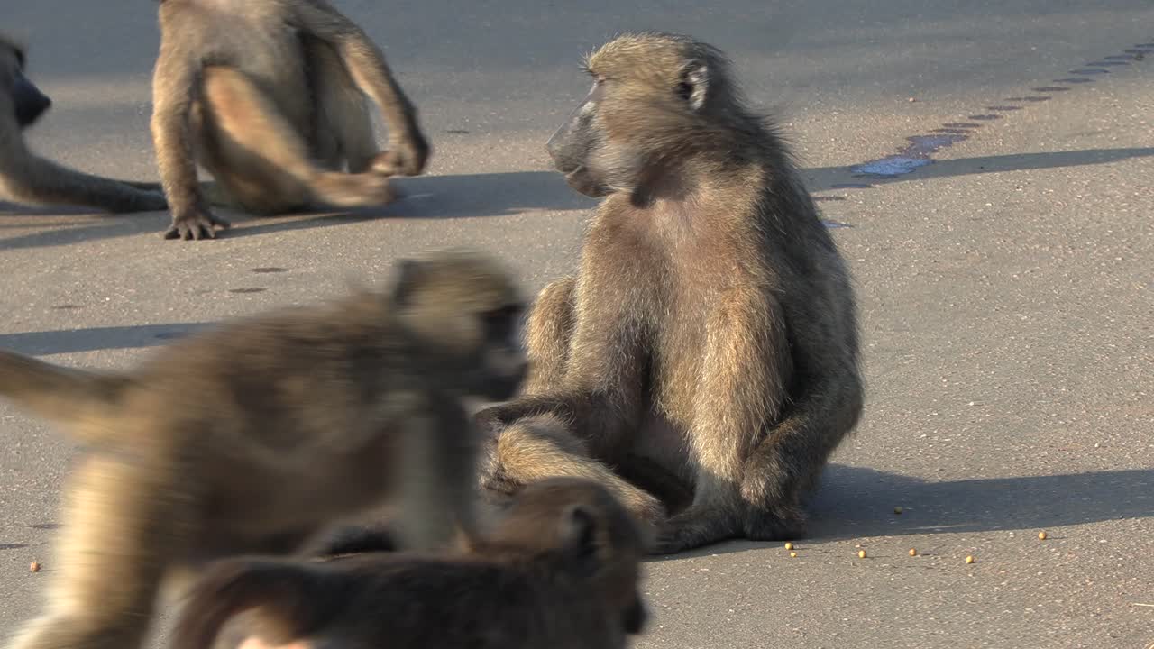 familia de babuinos se sienta y juega en el medio de una carretera de una reserva de caza