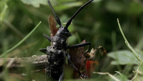 longhorn beetle on the forest floor