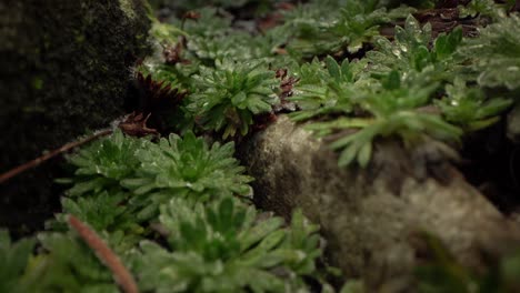 vista macro del exuberante follaje del jardín de rocas