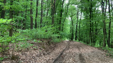 Forest-with-path,-trees-and-dirt-road