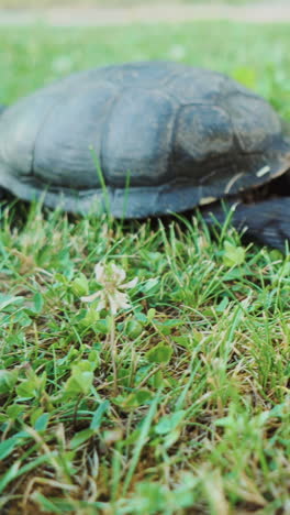 tortoise in the grass. wild turtle outdoors. vertical video