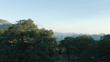 나무 사이를 날아 올라가서 장엄한 산의 풍경을 드러내고
