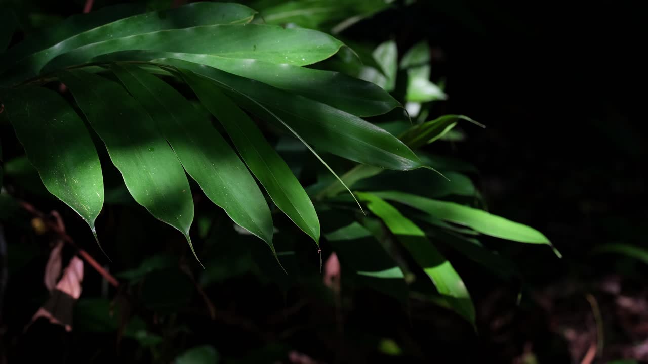 hojas de una planta que se mueven con un viento suave en el parque nacional khao yai mientras las sombras caen sobre ellas desde el sol de la tarde, tailandia