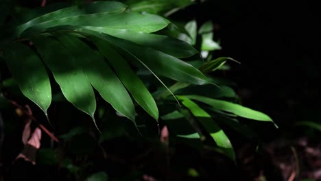 Hojas-De-Una-Planta-Que-Se-Mueven-Con-Un-Viento-Suave-En-El-Parque-Nacional-Khao-Yai-Mientras-Las-Sombras-Caen-Sobre-Ellas-Desde-El-Sol-De-La-Tarde,-Tailandia