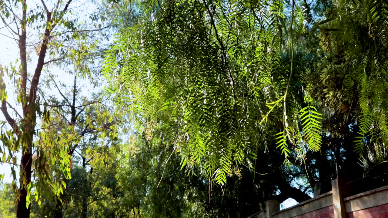 Vibrant green leaves gently sway in the sunlight at a zoo, creating a serene and natural atmosphere