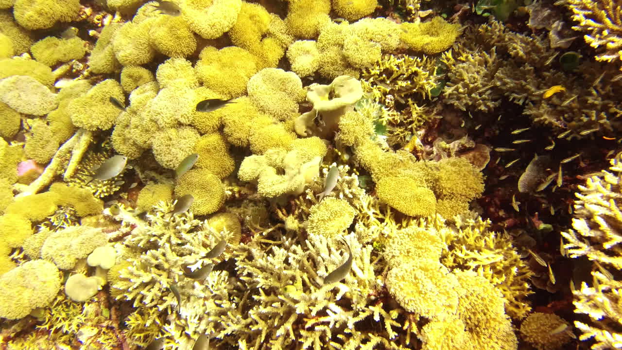 Now you see him, now you don't