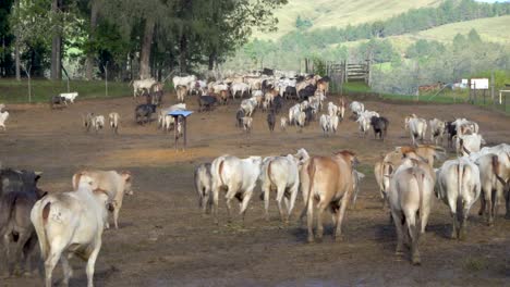 herd of brahman cross beef cattle walk away from camera leaving paddock