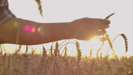 male hand touching a golden wheat ear in the wheat field sunset light flare light.