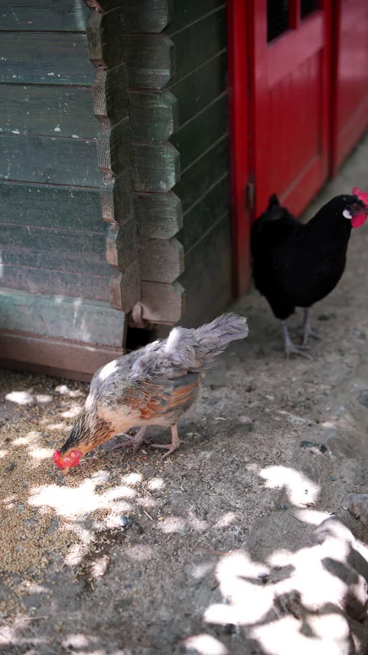 pollos que se alimentan fuera de un granero de madera
