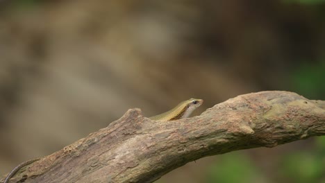 Indonesian-Garden-lizard-crawling-on-wood.-Wildlife-concept