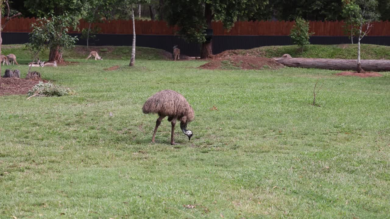 Una pecora che pascola tranquillamente in un campo verde lussureggiante