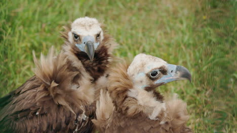 two vultures