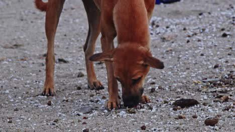 street dog eating fish at vizag colony, nagarjuna sagar backwaters, azmapur, telangana, andhra pradesh, india. day time, stable shot, 4k.