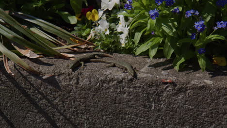 italian wall lizards in bellagio, italy
