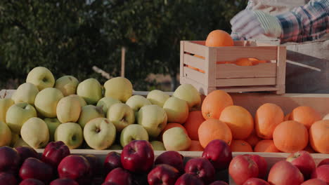 el granjero pone naranjas maduras en el mostrador