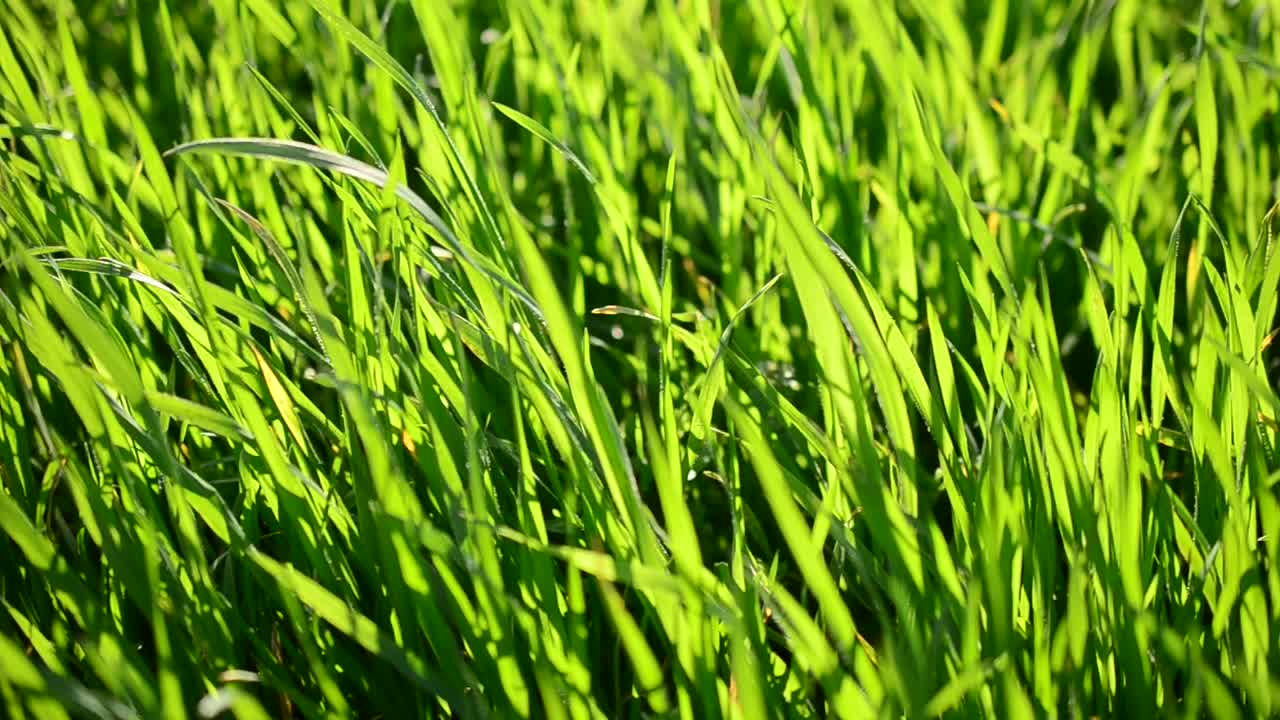 Erba nei raggi del sole al tramonto