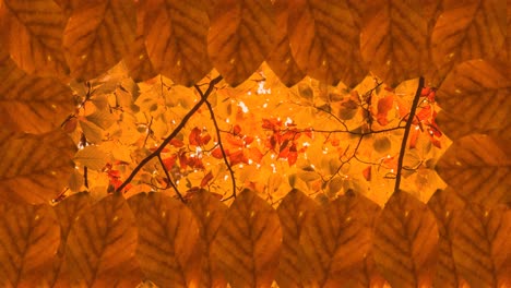 Animation-of-frame-of-autumn-leaves-over-autumn-forest-background