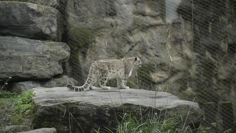 Schneeleopard-Steht-Auf-Felsen-Im-Zoologischen-Park