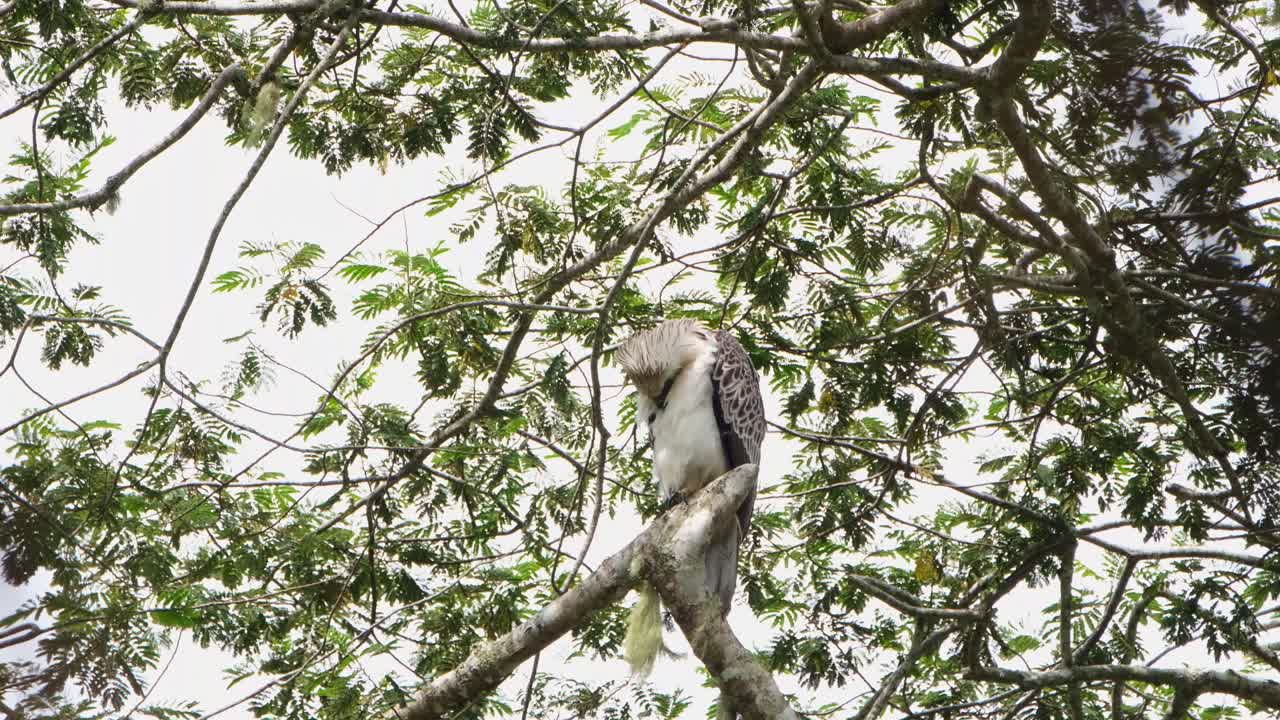 mirando a la derecha durante la tarde y luego gira la cabeza para acicalarse el pecho, mira hacia adelante mientras el viento sopla las plumas, águila filipina pithecophaga jefferyi, filipinas