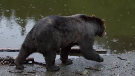 black bear walking slowly by the riverbank in a rainy day