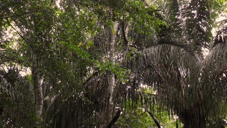 Dense-Gamboa-Rainforest-Vegetation-With-Panamanian-White-Faced-Capuchin-Seen-Walking-Along-Branch-in-Background