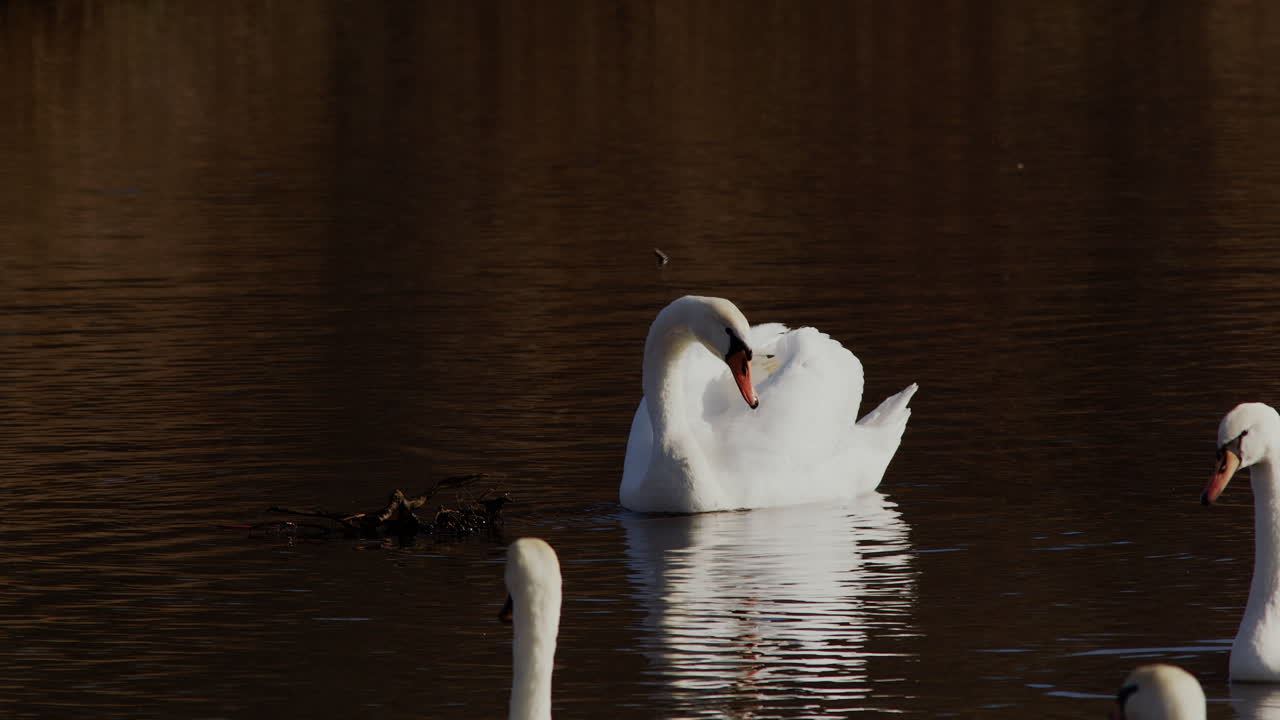 A male swan postures during mating season shot in slow motion at dawn