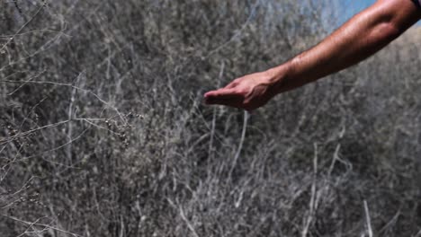 cierra la cámara lenta de los dedos y la mano del excursionista girando frente a las ramas mientras camina por un sendero del desierto