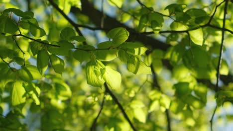 Hojas-Frescas-De-Primavera-En-Las-Ramas-De-Los-árboles-Con-Luz-Solar-Suave,-Cámara-Lenta