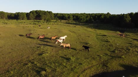 Caballos-Salvajes-Libres-Corriendo-Y-Pastando-En-Pastizales,-Uruguay