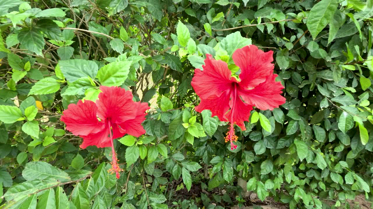 Duas flores de hibisco vermelhas se movem suavemente à luz do dia, plano de fundo com folhagem verde exuberante, câmera estável