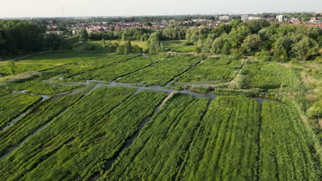 Lineare-Vorwärtsantenne-Mit-Wind,-Der-Das-Grasland-Des-Naturschutzgebiets-Bourgoyen-Ossemeersen,-Gent-Formt