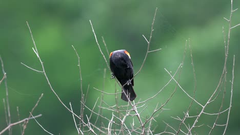 a red winged blackbird preening its feathers while perched on the top of a small tree