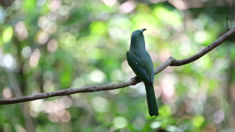 Seen-from-its-back-looking-to-the-right-then-hops-around-to-face-front-while-chirping,-Blue-bearded-Bee-eater-Nyctyornis-athertoni,-Thailand