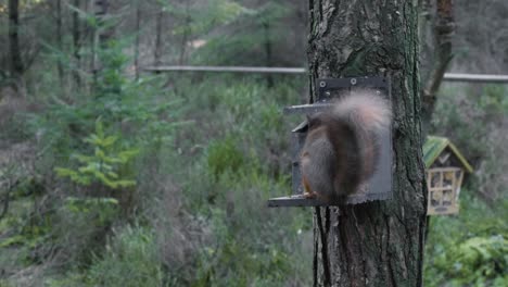 footage of a wild eurasian red squirrel climbing up a scots pine tree at centre parks in whinfell forest, looking at the camera and collecting and eating nuts from a bird feeder