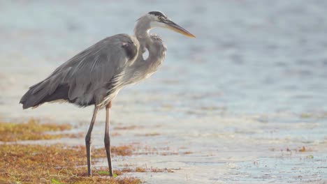 Gran-Garza-Azul-De-Pie-Sobre-Algas-Marinas-A-Lo-Largo-De-La-Orilla-De-La-Playa-Ventosa-En-Cámara-Lenta