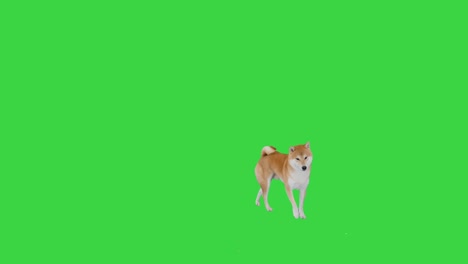 cute shiba inu puppy searching for food and eating on a green screen, chroma key