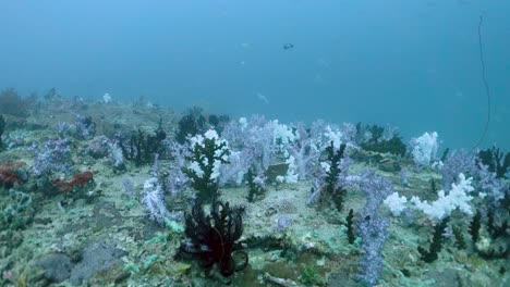 Small-Alcyonacea-Soft-Corals-Growing-on-Large-Rock-in-Shallow-Tropics