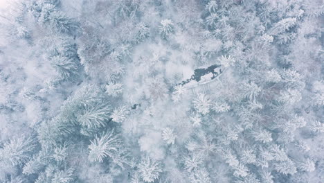 Antena:-Un-Bosque-Nevado-De-Invierno-En-Suecia,-Toma-Panorámica-De-Arriba-Hacia-Abajo,-Panorámica-A-La-Derecha.