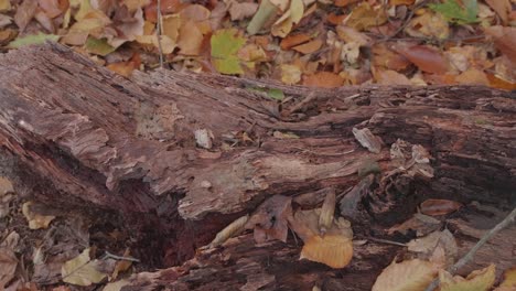 close up of decaying tree, wissahickon creek