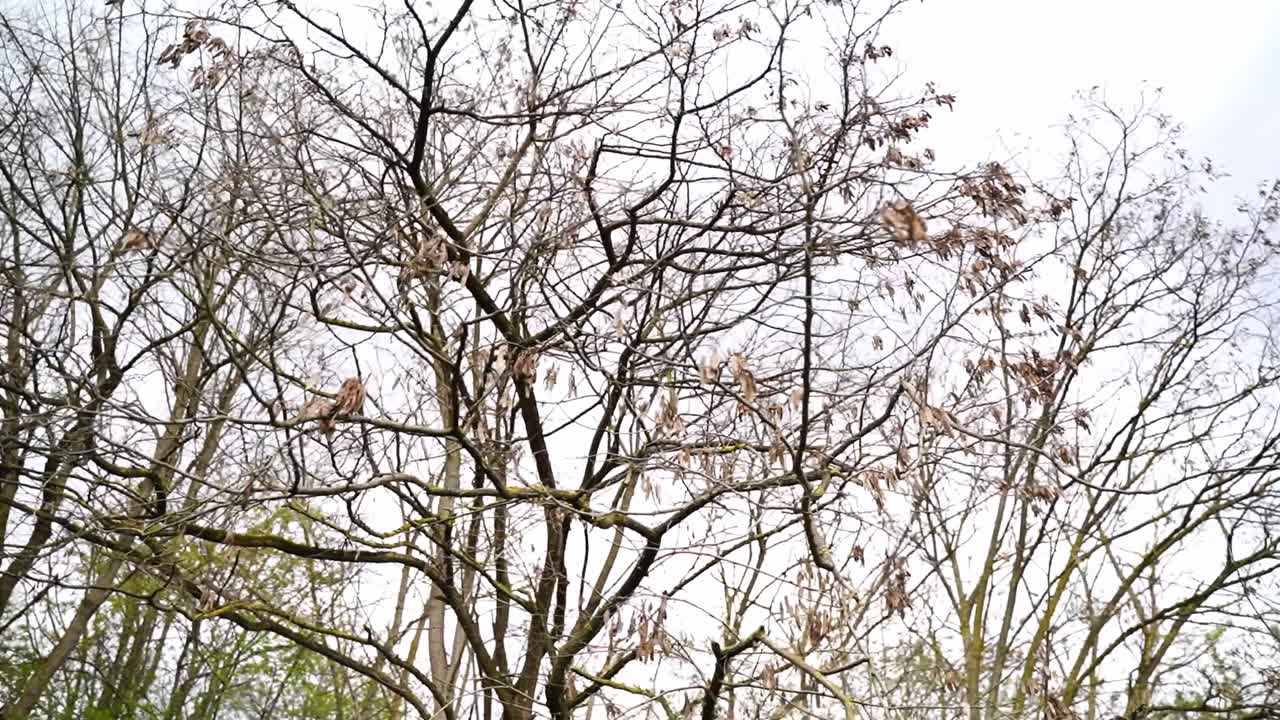 movimiento de la cámara a través del árbol en otoño con pocas hojas secas