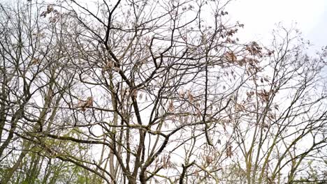 camera movement through tree in autumn with few dry leaves
