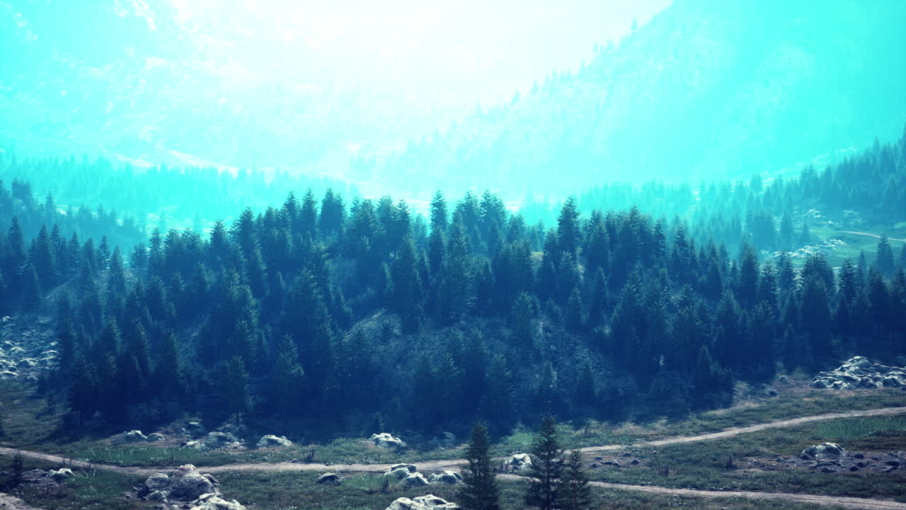 vista aérea de un bosque de coníferas verdes en las montañas