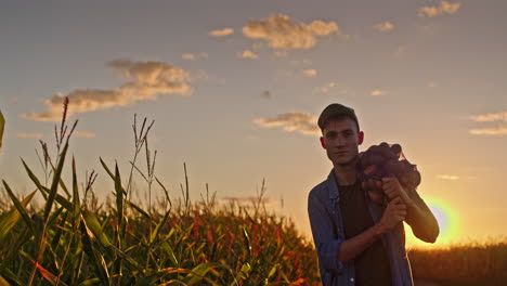 farmer harvesting potatoes at sunset in a cornfield