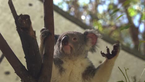 Fussy-eater,-herbivorous-koala,-phascolarctos-cinereus-holds-onto-a-branch-with-hind-paws-while-the-other-forepaw-grasps-foliage,-eating-and-feeding-on-eucalypt-leaves,-Australia-wildlife-conservation