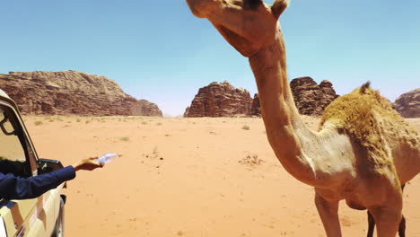 camel drinking water in wadi rum, jordan