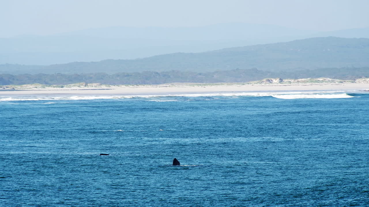 고래의 계절, 연간 이동 동안 바다 표면에서 고래의 로그링