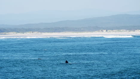 Ballenas-Talando-La-Superficie-Del-Océano-Durante-La-Temporada-De-Ballenas,-Migración-Anual.