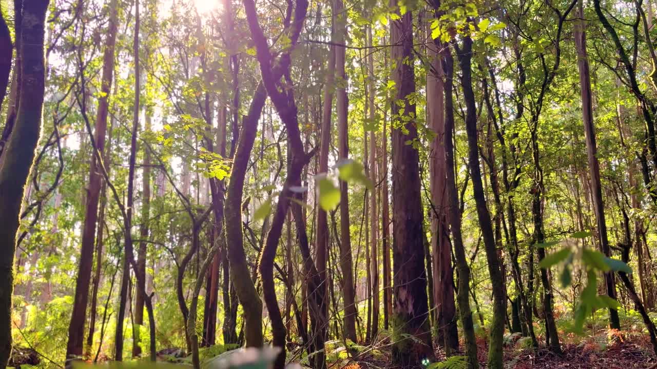 la luz del sol filtrándose a través de los árboles en un bosque